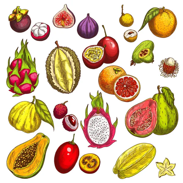 Vector schets iconen van tropische exotische vruchten — Stockvector