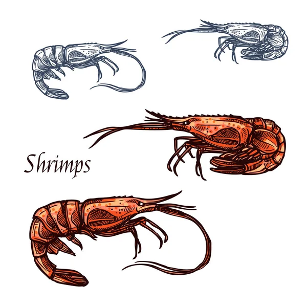 Shrimp prawn seafood vector isolated sketch icon — Stock Vector