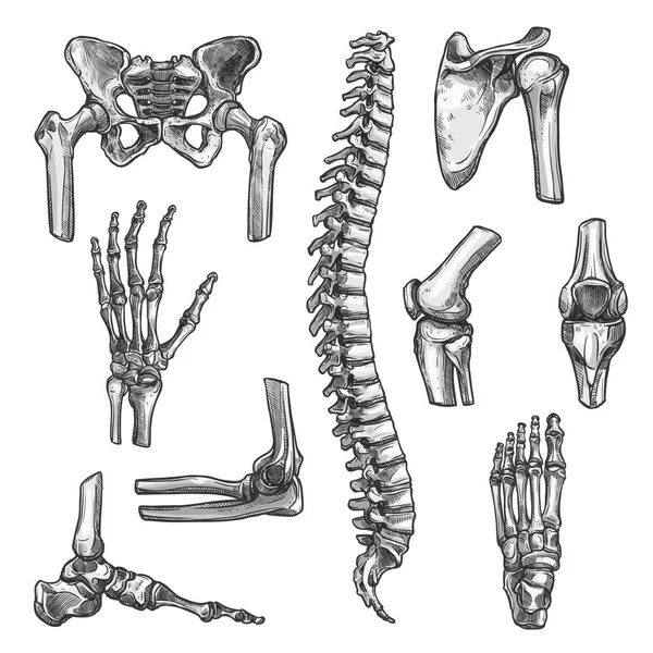 骨・関節のスケッチを医学デザインを設定します。 — ストックベクタ