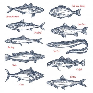 Vector sketch icons of sea and ocean fish clipart