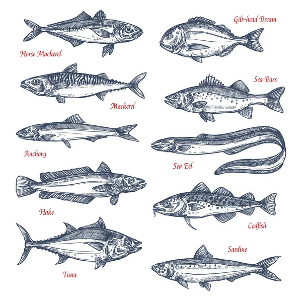 Iconos de bosquejo vectorial de peces de mar y océano — Vector de stock