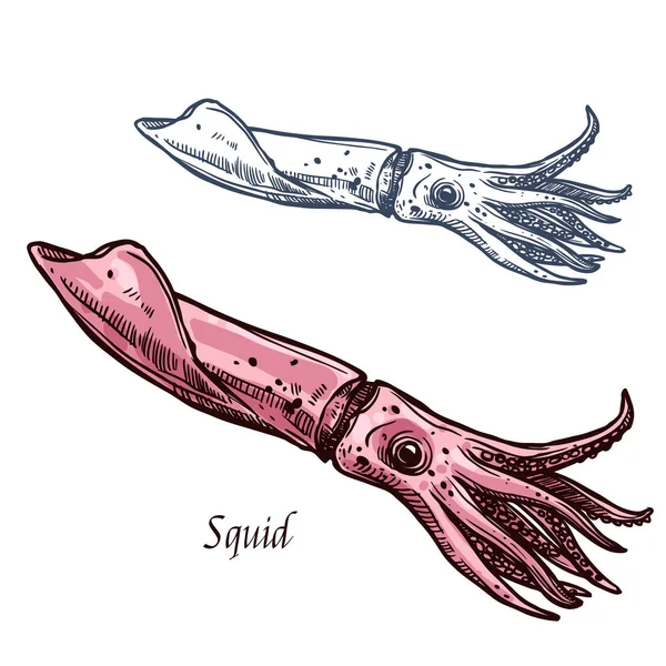 Squid skaldjur vektor isolerade skiss ikon — Stock vektor