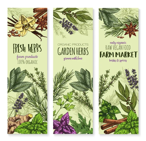 Vecor sketch banners of spices and herbs — Stock Vector