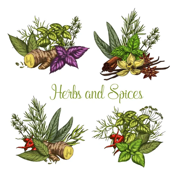 Vector spices and herbs seasonings sketch — Stock Vector