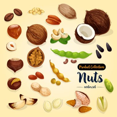 Fındık, fasulye ve tohum vektör set, superfood tasarımı