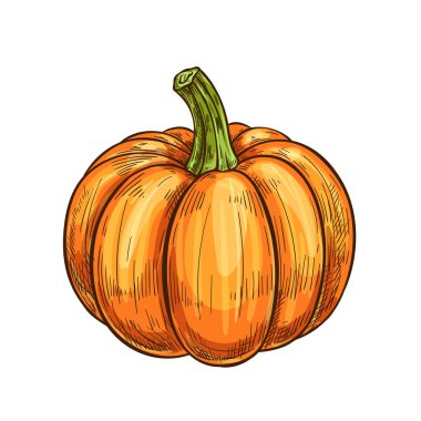 Kabak, kabak veya kabak sebze izole kroki