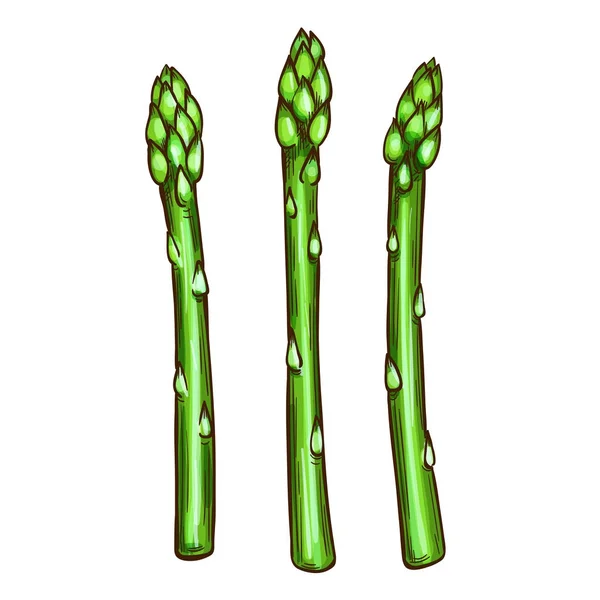 Schizzo isolato vegetale asparagi, food design — Vettoriale Stock