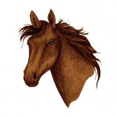 Horse animal muzzle vector sport racehorse icon clipart
