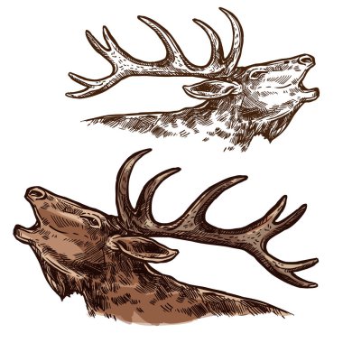 Elk moose head muzzle vector isolated sketch clipart