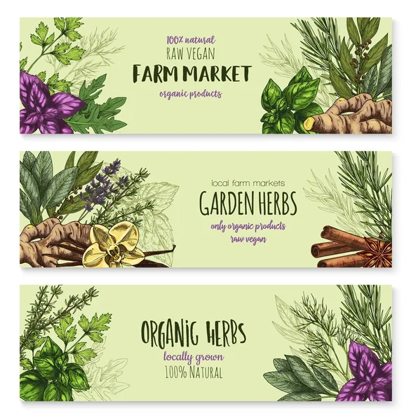 Vector sketch banners of spice and herb seasonings — Stock Vector