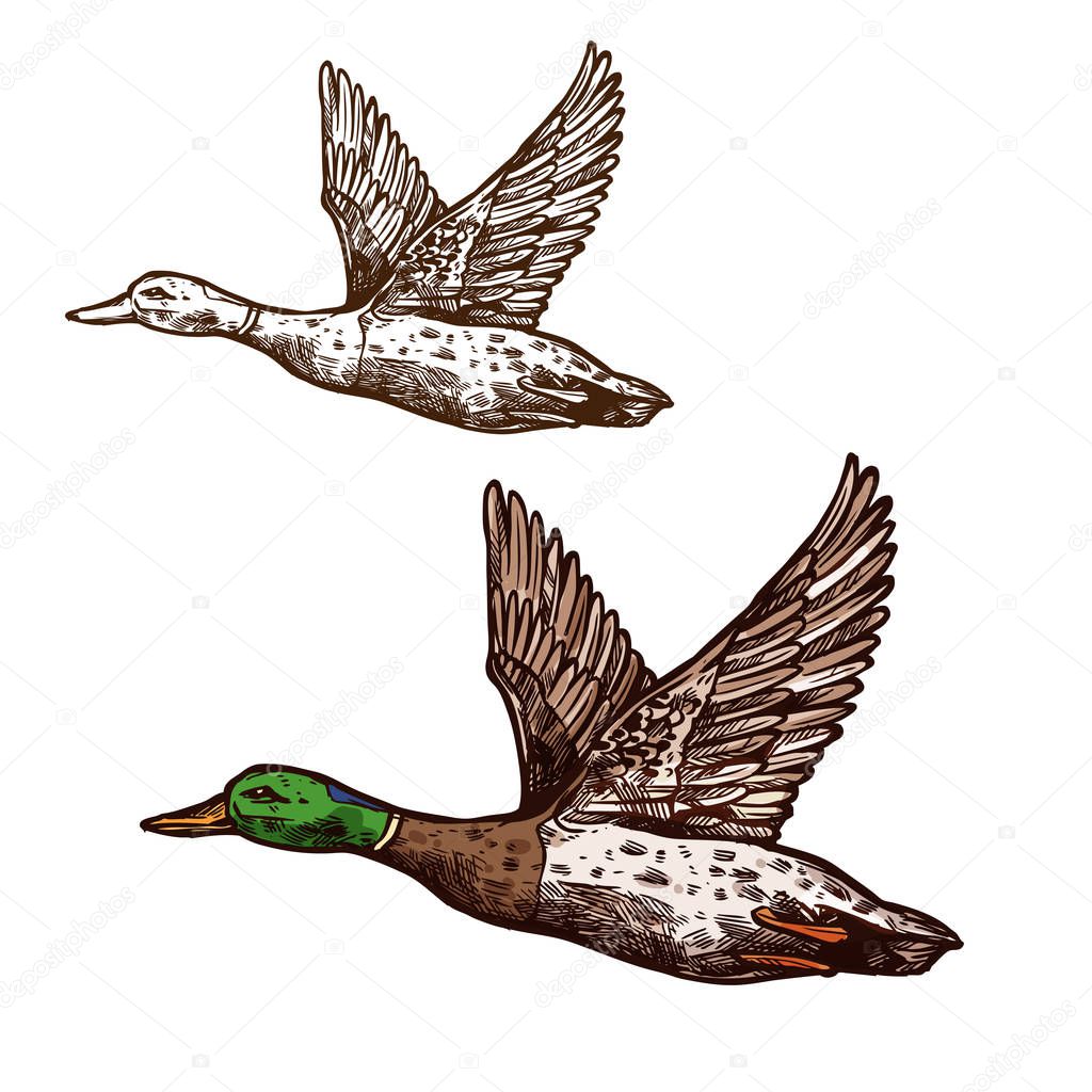 Duck or mallard wild bird sketch vector isolated icon. Widgeon drake or goose flying with spread wings. Wildlife fauna and zoology symbol for zoo nature adventure club