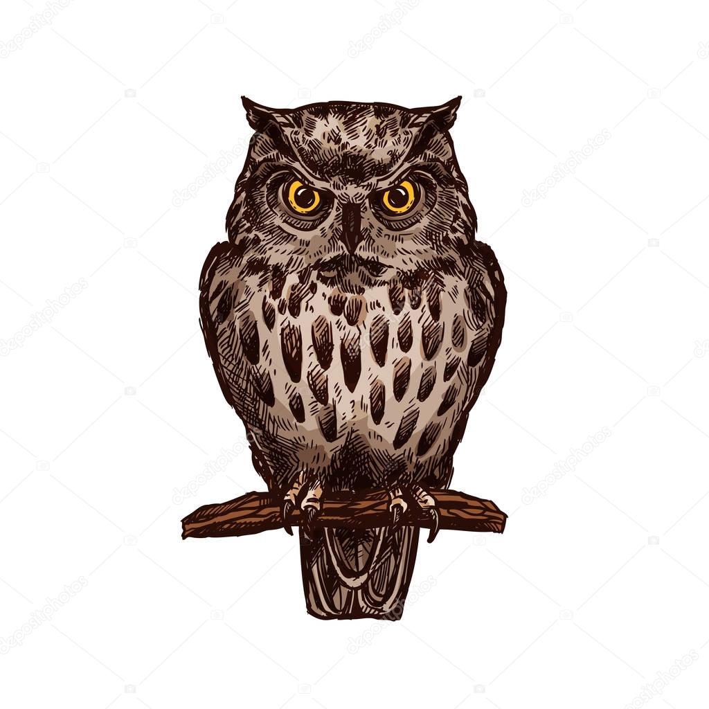 Owl or eagle-owl bird sketch vector isolated icon. Wild forest feathered nocturnal predatory bird of prey sitting on branch. Wildlife fauna and zoology symbol for zoo nature adventure club