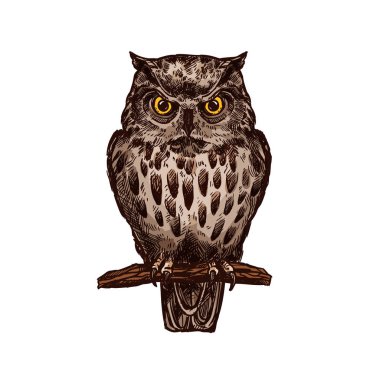 Baykuş kuş vektör izole kroki simgesi
