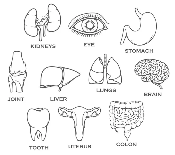Órganos humanos y partes articulares del cuerpo vector iconos — Archivo Imágenes Vectoriales