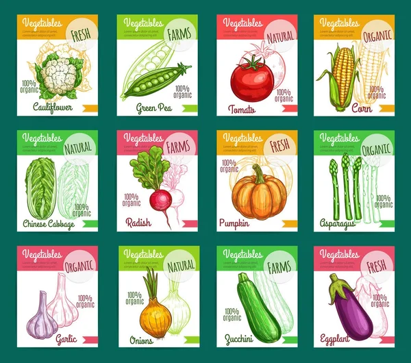Διάνυσμα σκίτσο fam λαχανικά ή λαχανικά αφίσες — Διανυσματικό Αρχείο