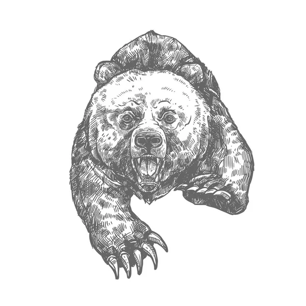 곰 공격 공격적인 동물의 고립 된 스케치 — 스톡 벡터