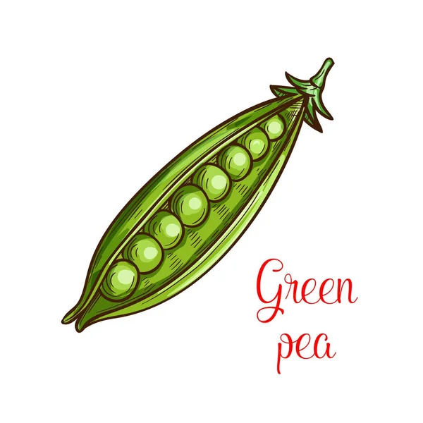Πράσινη μπιζέλι λαχανικών σκίτσο του φρέσκο όσπριο — Διανυσματικό Αρχείο