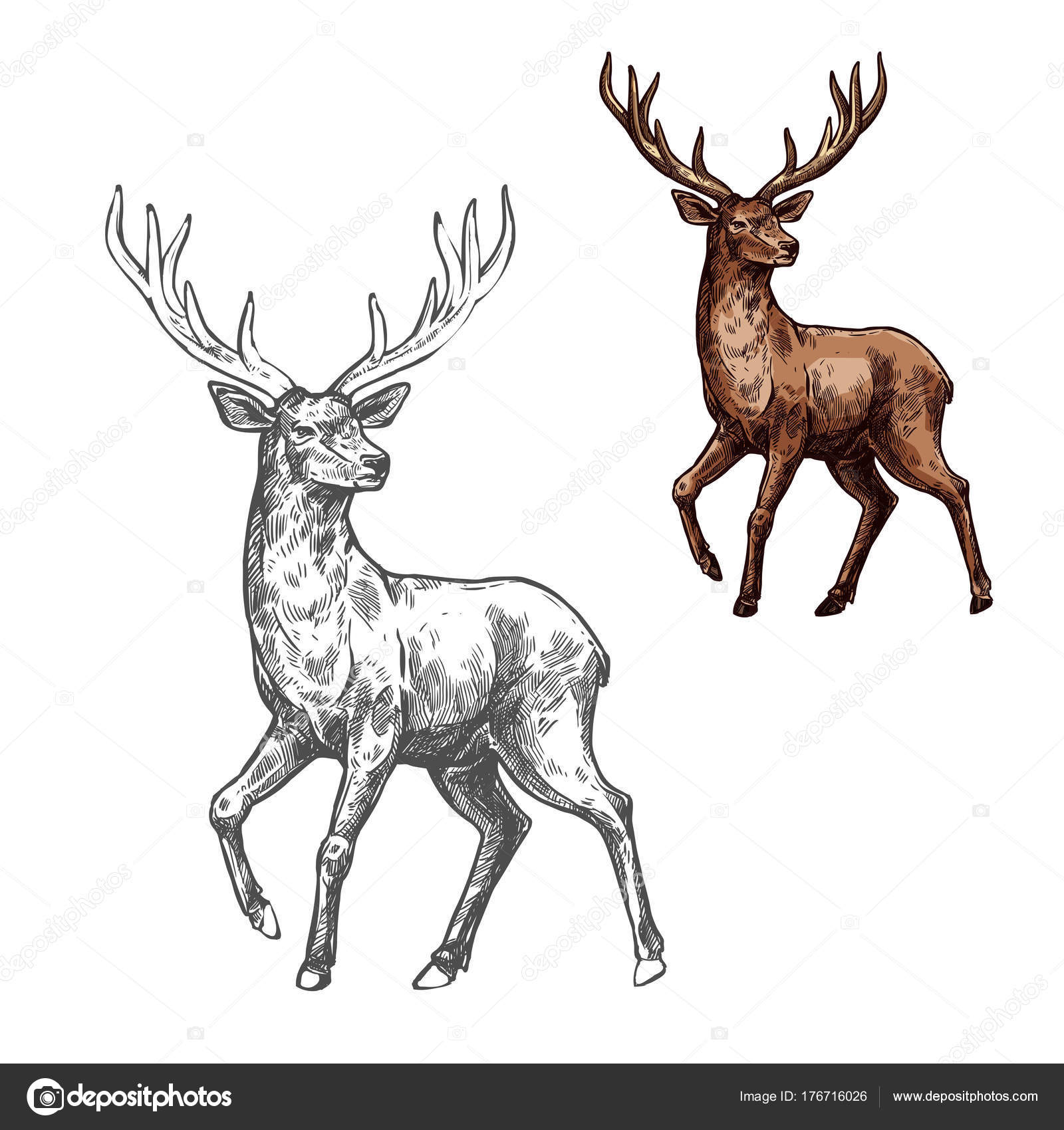 Cervos, renas ou alces esboço de mamíferos selvagens Vetor de stock de  ©VectorTradition 176716026, image size:1600x1700