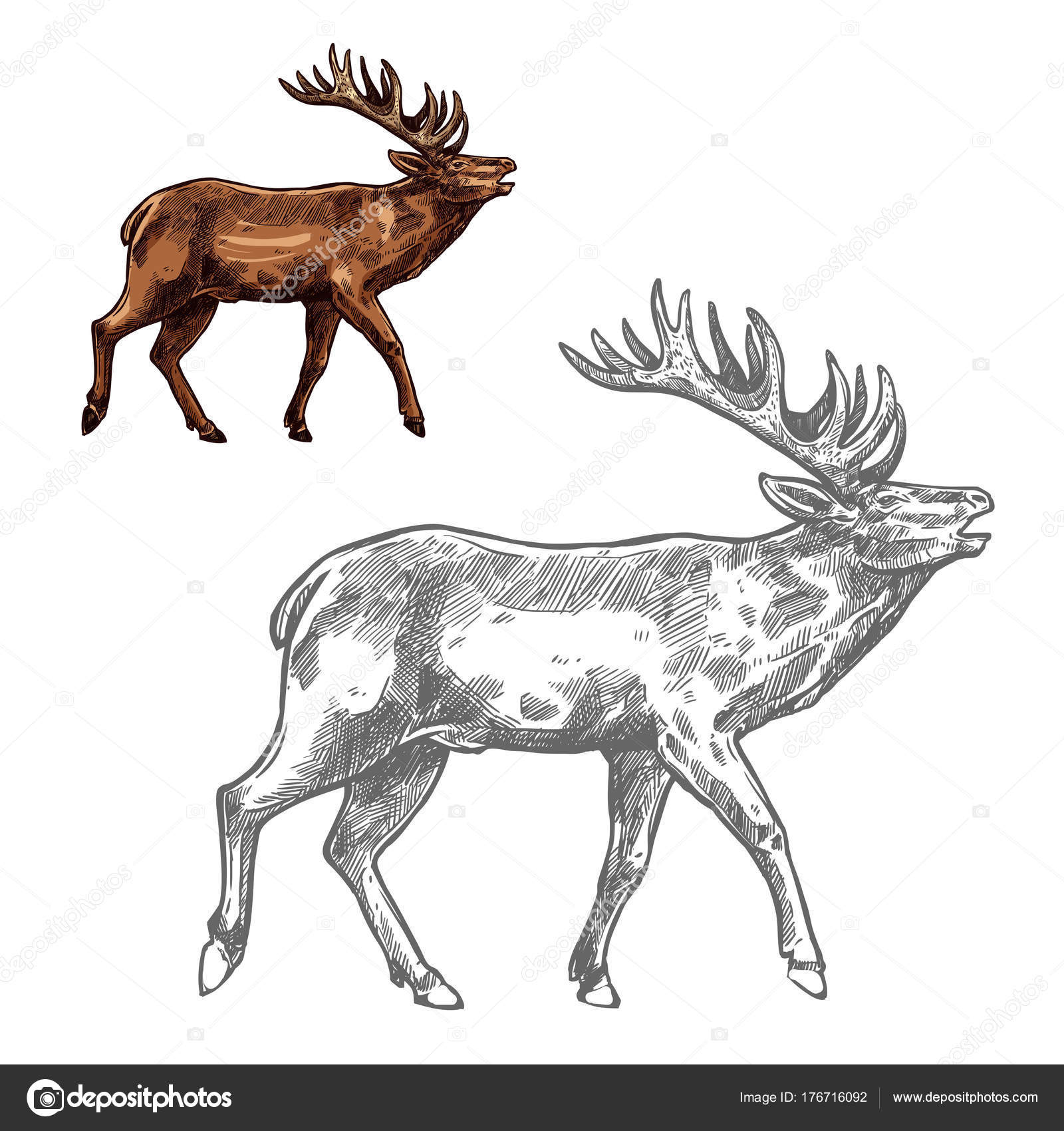 Roaring Deer Sketch Animal With Large Antlers Stock Vector Royalty Free Vector Image By C Seamartini 176716092