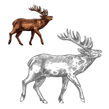 Roaring deer sketch animal with large antlers clipart