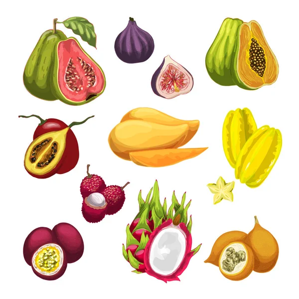 Ilustración de acuarela de frutas exóticas y tropicales — Vector de stock