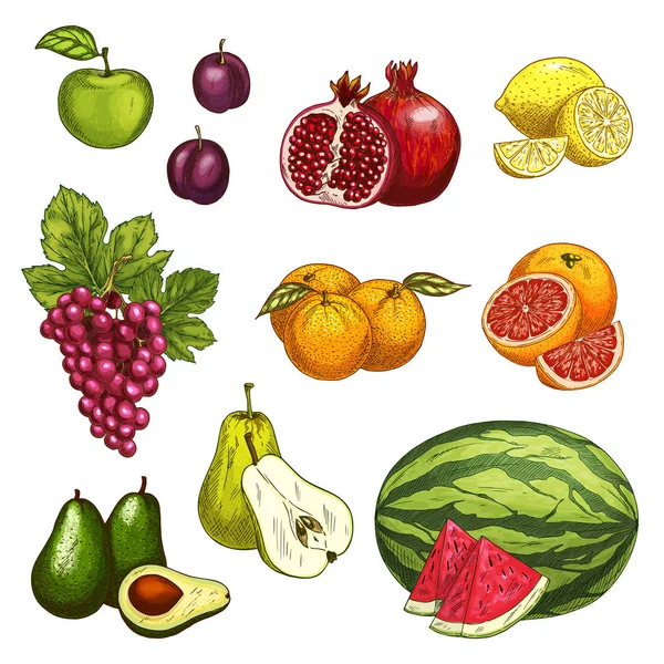 Esboço de frutas de baga doce fresca para design de alimentos — Vetor de Stock