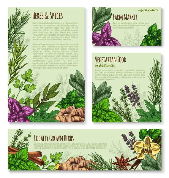 Herb and spice sketch banner of natural seasoning — Stock Vector