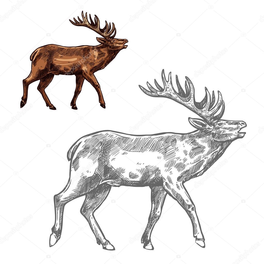 Roaring deer sketch animal with large antlers