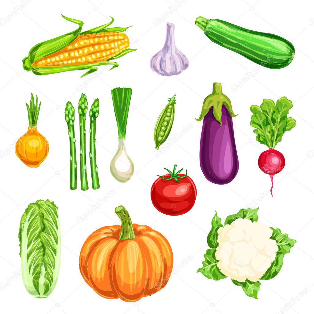 Vegetable watercolor icon of organic farm veggies