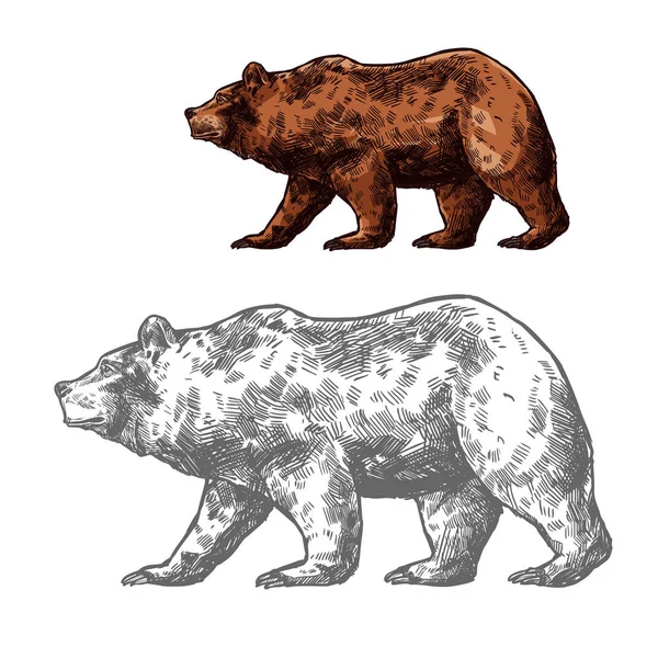 Björn djur skiss Walking brunt grizzly — Stock vektor