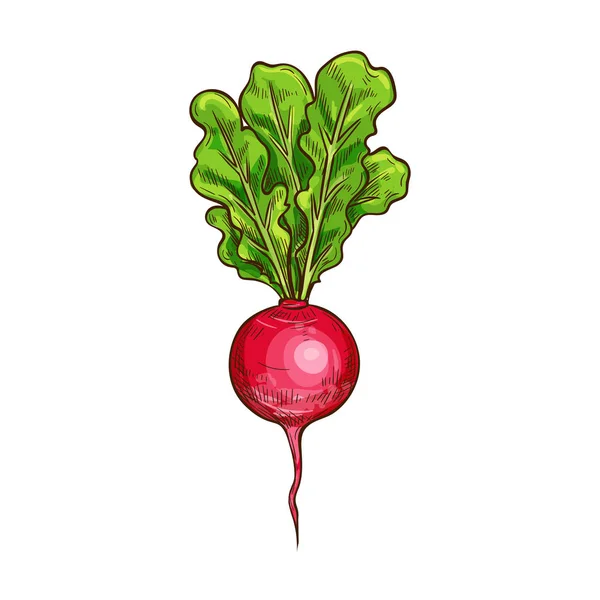 Radish vector schizzo icona vegetale — Vettoriale Stock