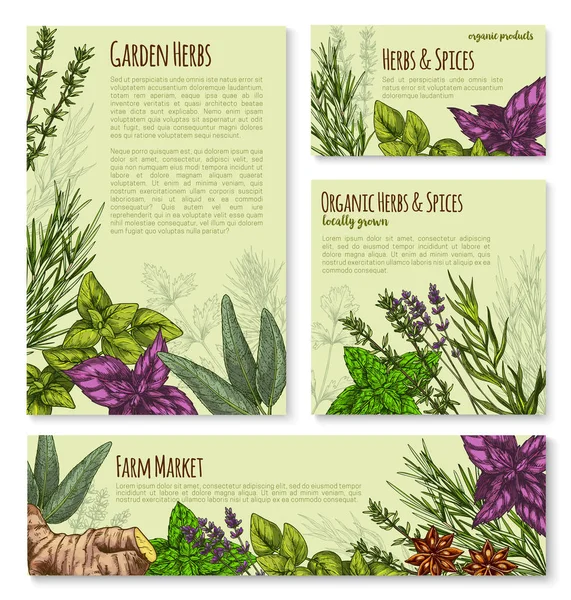 Gartenkräuter und Gewürze, Gewürz Banner Vorlage — Stockvektor