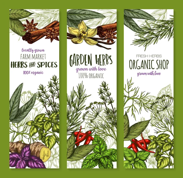 Banner vettoriali schizzo spezie ed erbe condimenti — Vettoriale Stock
