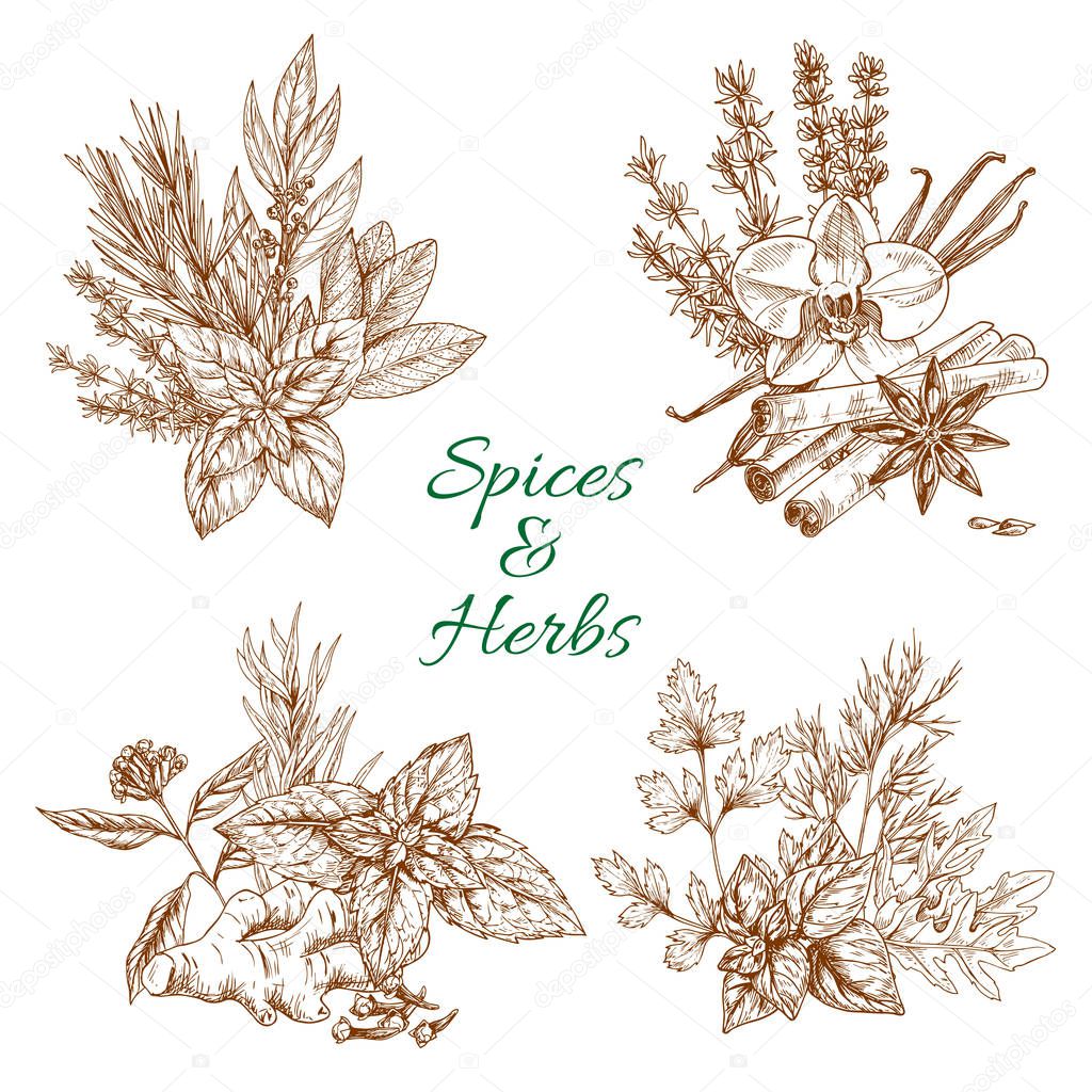 Vector spices or herbs sketch seasonings poster