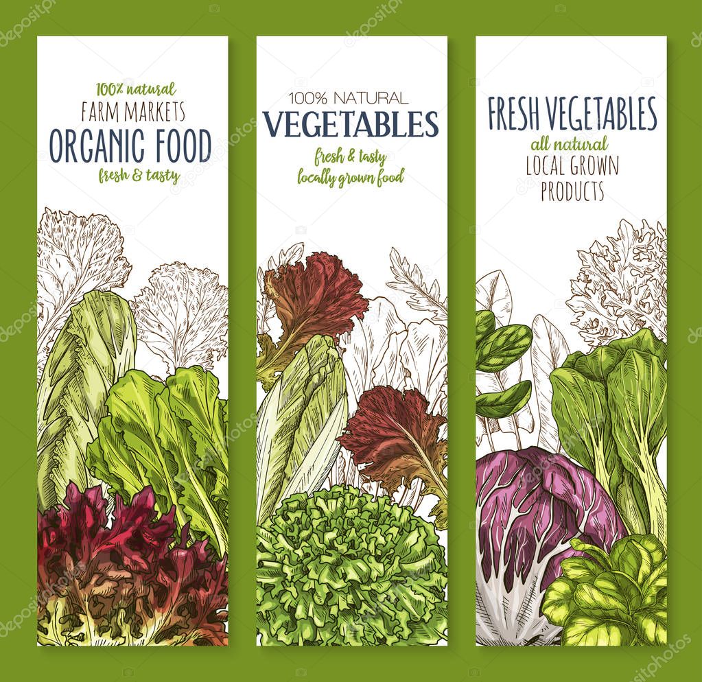 Leaf vegetable sketch banner set of salad greens