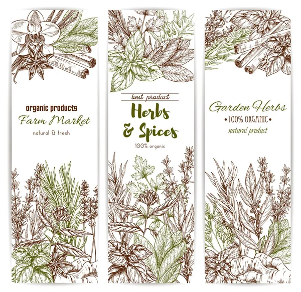 Banner de sketch de hierbas y especias de condimento orgánico — Archivo Imágenes Vectoriales