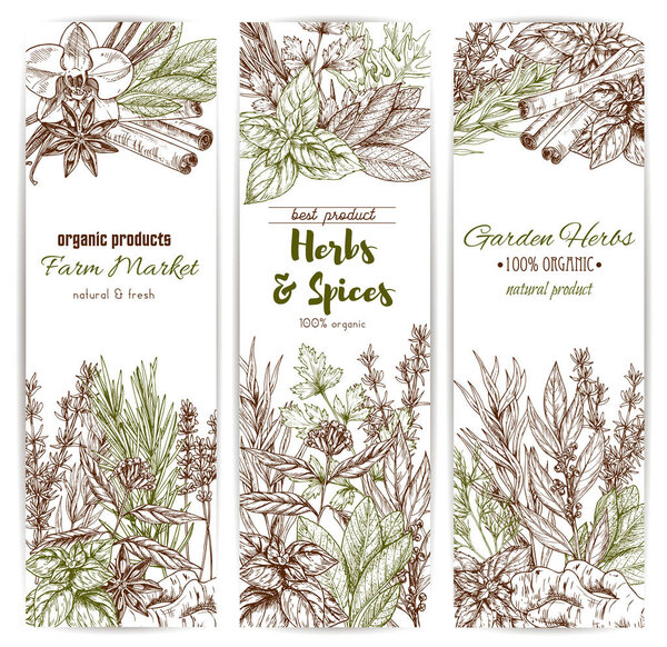 Herb and spice sketch banner of organic seasoning