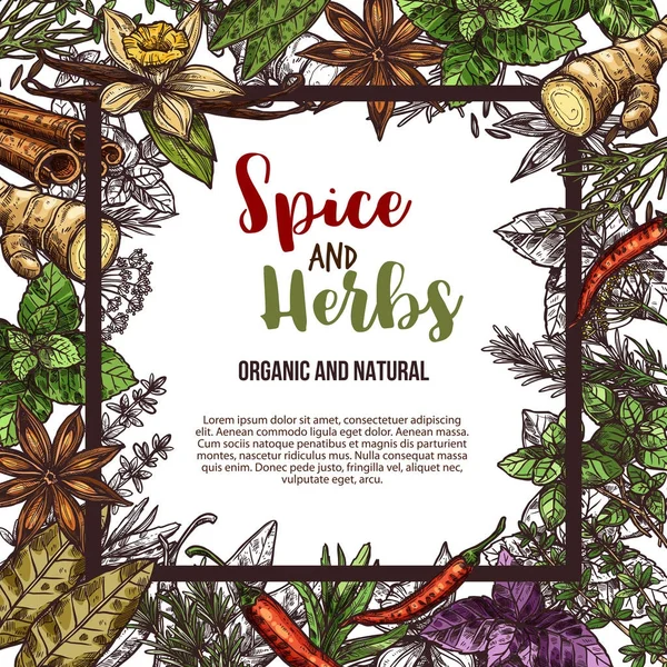 Vector schets poster van specerijen en kruiden — Stockvector