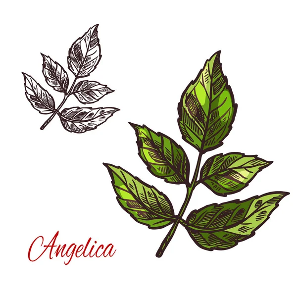 Angélica especia hierba vector bosquejo planta icono — Archivo Imágenes Vectoriales