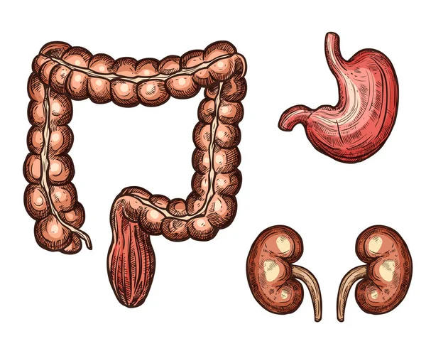 Esbozo vectorial de esófago renal de bazo de órganos humanos — Vector de stock