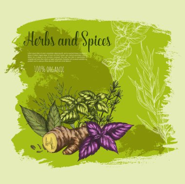 Vector natural spices and herbs poster for shop clipart
