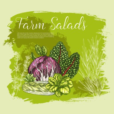 Vektör poster kroki taze çiftlik salata sebze