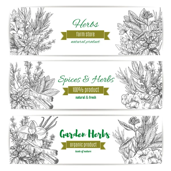 Banner de hierbas y especias de jardín para el diseño de alimentos — Vector de stock