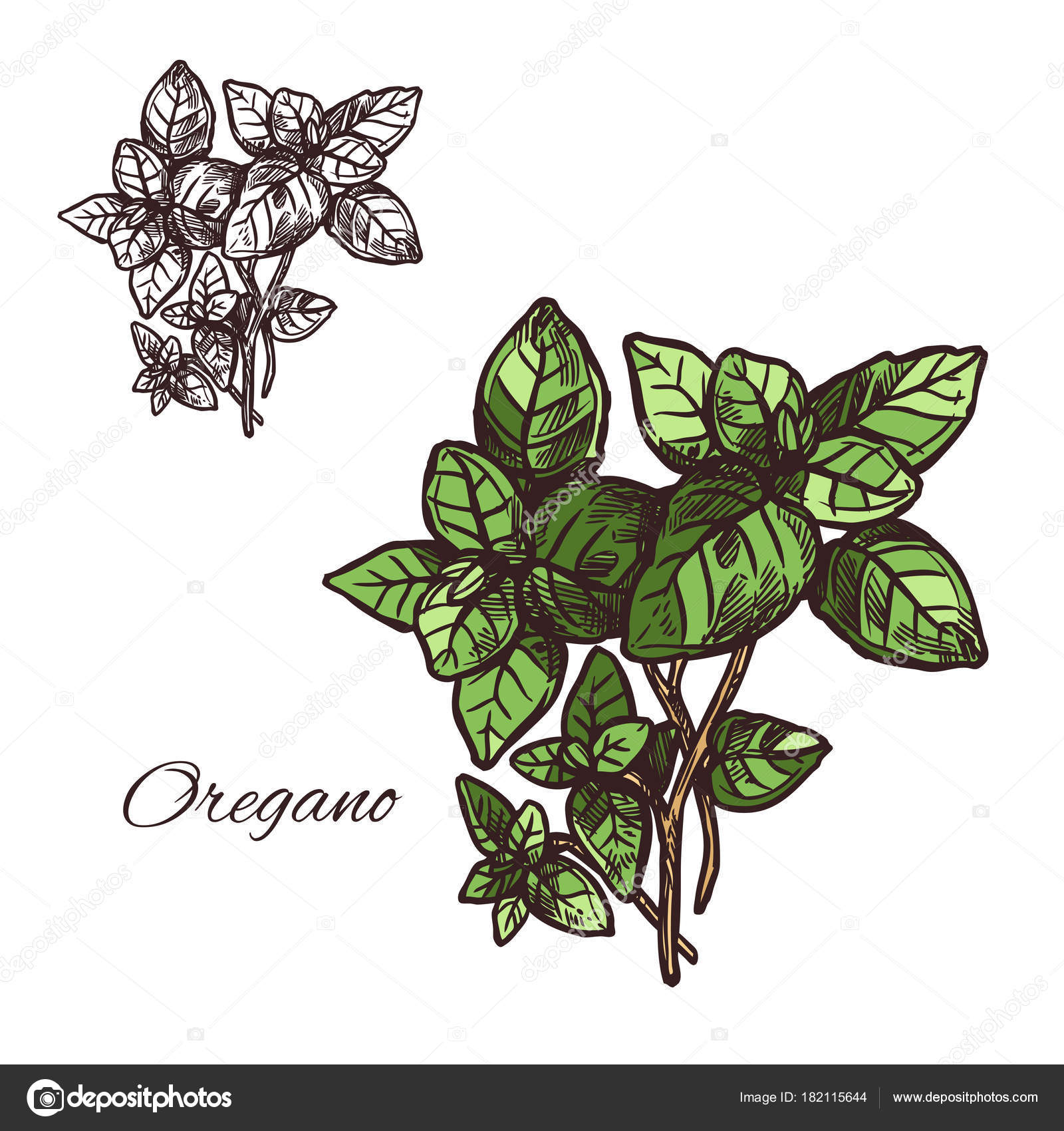 Download Oregano Seasoning Vector Sketch Plant Icon Stock Vector C Seamartini 182115644 PSD Mockup Templates