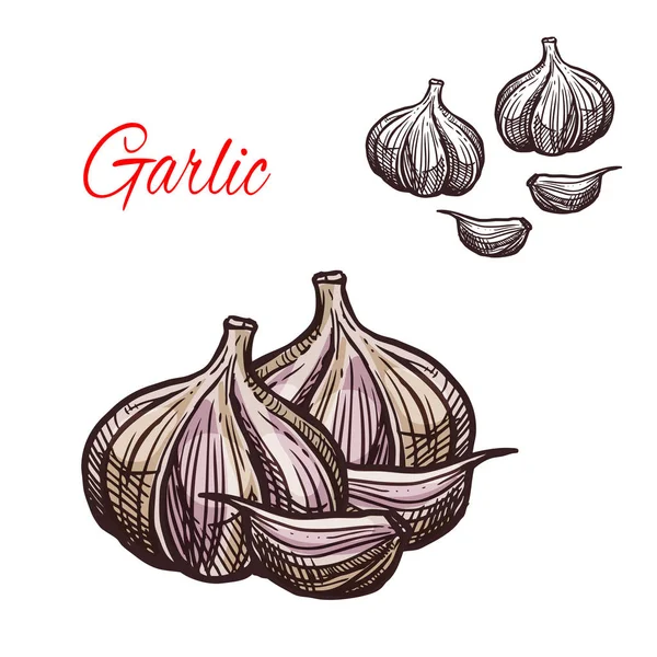 Garlic seasoning vector sketch plant icon — Stock Vector