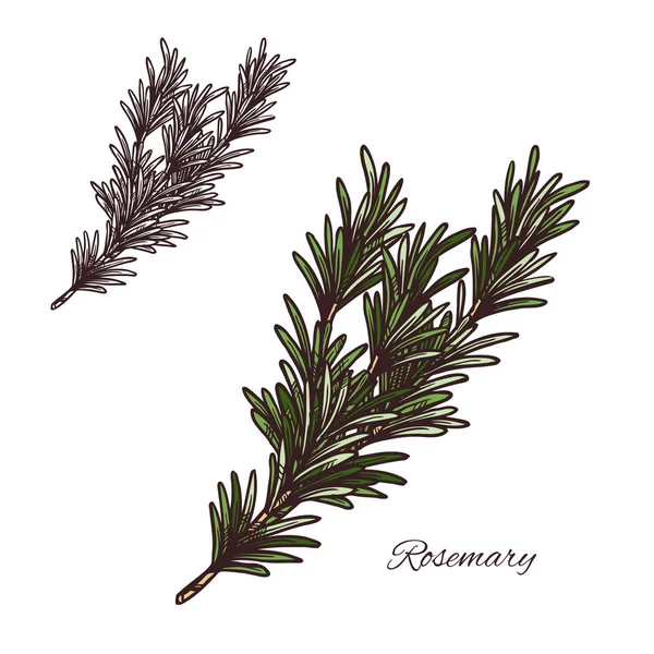 Rosemary tempero vetor esboço planta ícone — Vetor de Stock