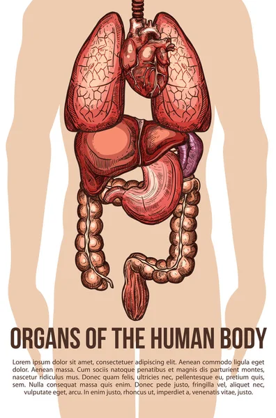 Human organs body system vector sketch poster — Stock Vector