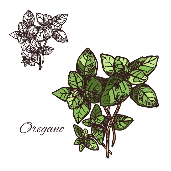 Oregano assaisonnement vectoriel croquis icône de plante — Image vectorielle