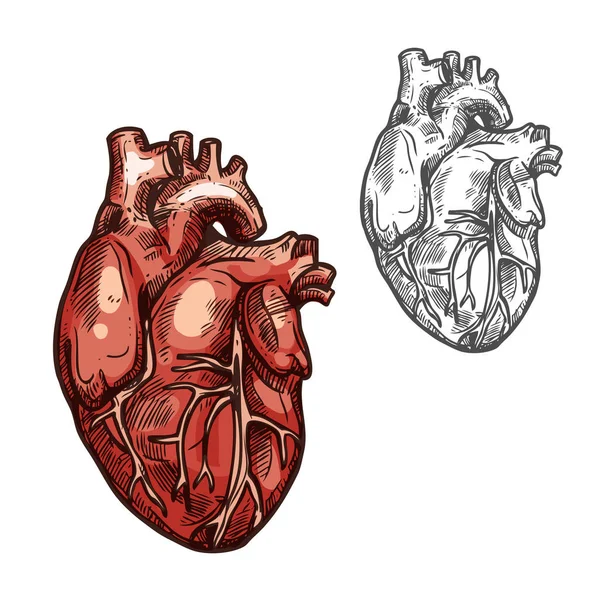 Ikon sketsa vektor organ jantung manusia - Stok Vektor