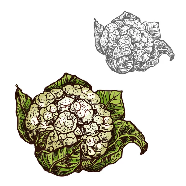 Květák zelí vektorové skici zeleniny ikonu — Stockový vektor